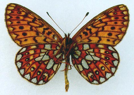 Proclossiana eunomia riamia, color image