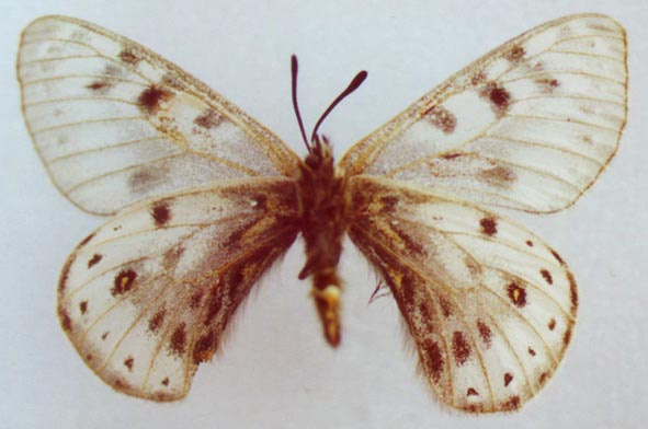 Parnassius arcticus, color image