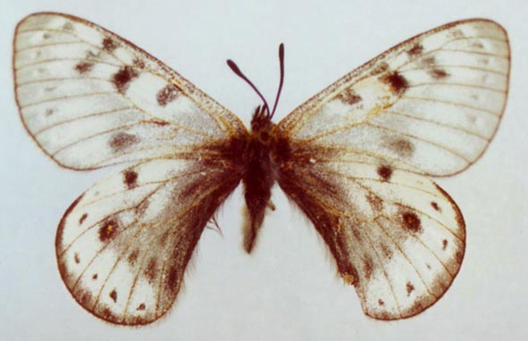 Parnassius arcticus, color image