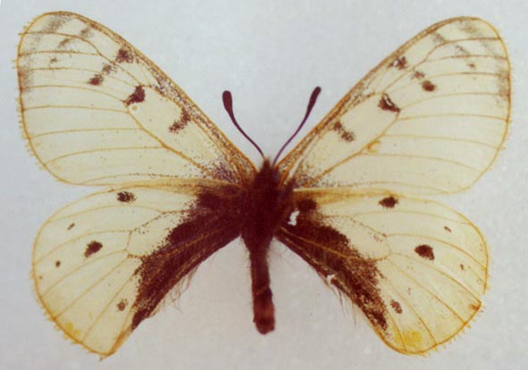 Parnassius arcticus, color image