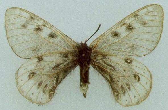 Parnassius ammosovi, paratype, color image