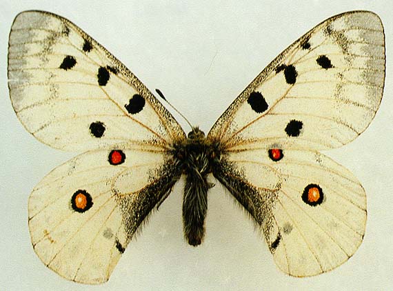 Parnassius apollo hesebolus, male, color image