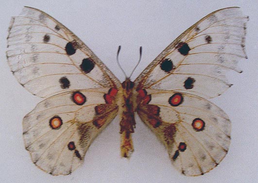 Hybrid, color image