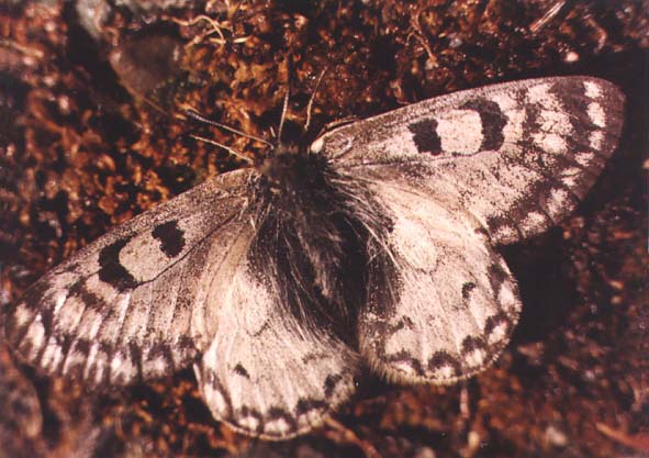 Parnassius boedromius in nature, color image