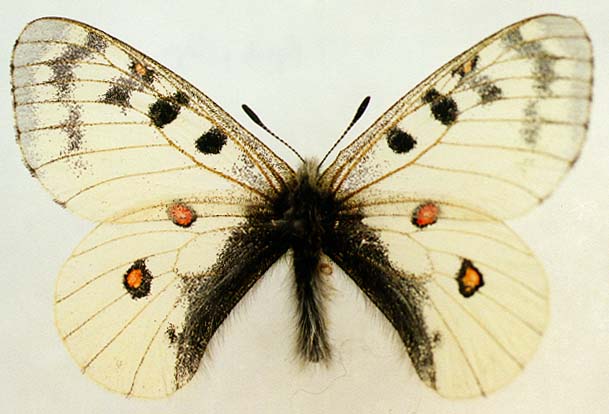 Parnassius phoebus sedakovi, male, color image