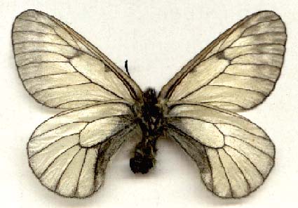 Parnassius stubbendorffii kosterini, color image