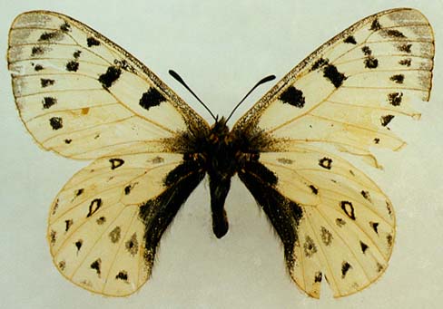 Parnassius tenedius, male, color image