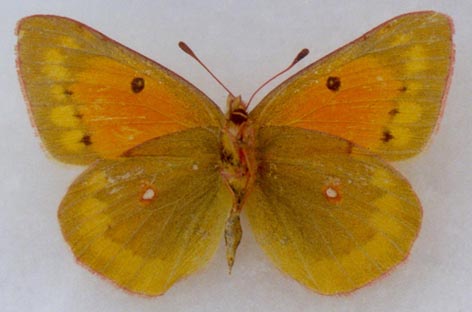 Colias chrysotheme elena, paratype, female, color image