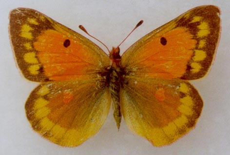 Colias chrysotheme elena, paratype, female, color image