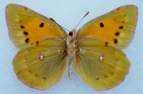 Colias chrysotheme elena, female, color image