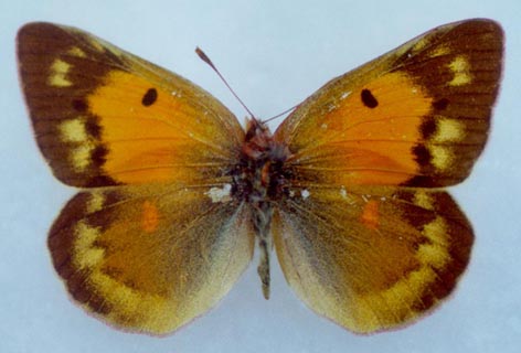 Colias chrysotheme elena, female, color image