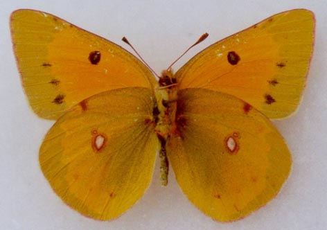 Colias chrysotheme elena, paratype, male, color image