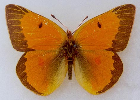 Colias chrysotheme elena, paratype, male, color image