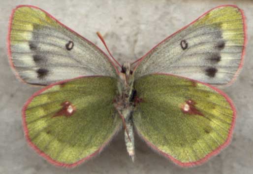 Colias nastes jacutica, color image