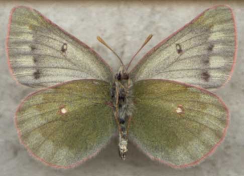 Colias nastes from Kamchatka, color image