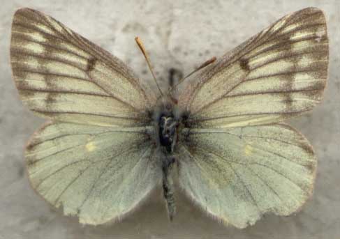 Colias nastes from Kamchatka, color image