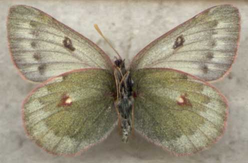 Colias nastes dezhnevi, color image