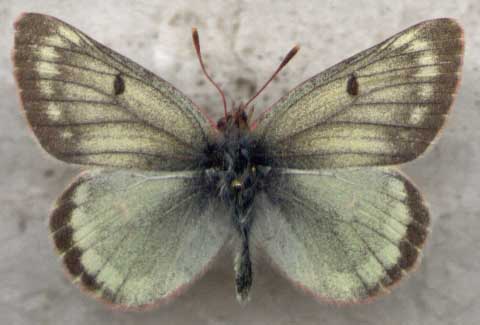 Colias nastes dezhnevi, color image