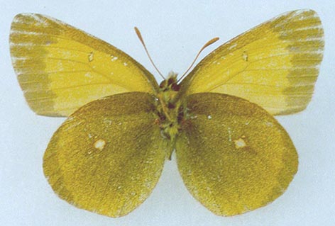 Colias palaeno gomojunovae, holotype, color image