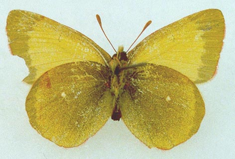 Colias palaeno gomojunovae, color image