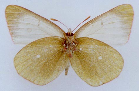 Colias palaeno gomojunovae, color image