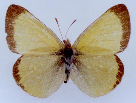 Colias palaeno gomojunovae, color image