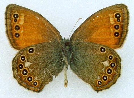 Coenonympha amaryllis borisovi, holotype, color image