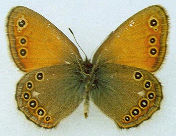 Coenonympha amaryllis borisovi, color image