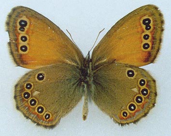 Coenonympha amaryllis borisovi, color image