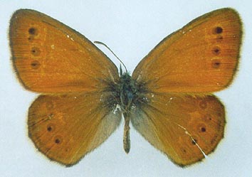 Coenonympha amaryllis borisovi, color image