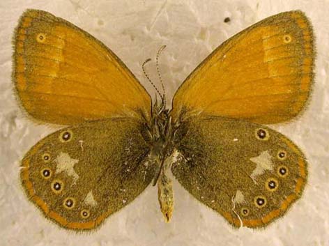 Coenonympha glycerion glycerion, color image