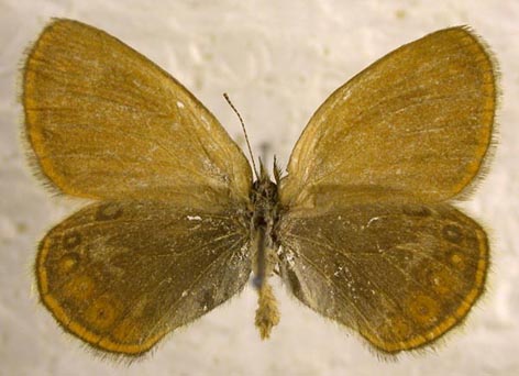 Coenonympha glycerion heroides, color image