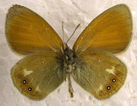 Coenonympha glycerion iphicles, color image