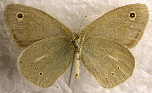 Coenonympha mongolica, color image