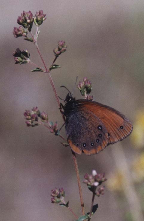 Coenonympha nolckeni, color image