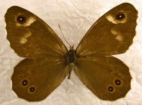 Crebeta interrupta, color image