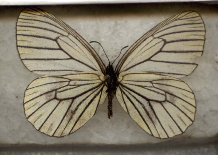 Davidina_armandi, underside, color image