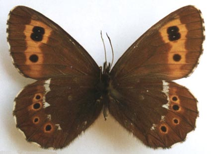 Erebia ajanensis arsenjevi, amle, color image