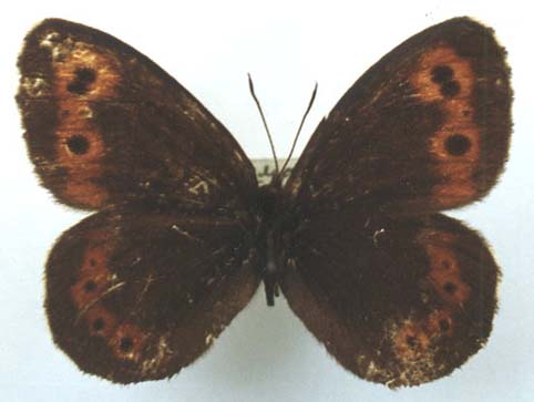 Erebia ajanensis arsenjevi, male, color image