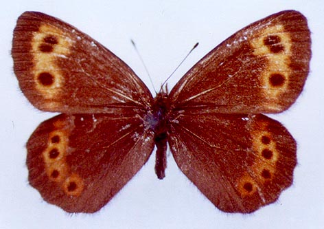 Erebia ajanensis, color image