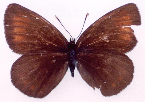 Erebia occulta iltshira, color image