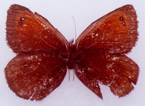 Erebia callias tsherskiensis, holotype, color image