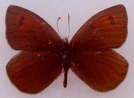 Erebia callias tsherskiensis, male paratype, color image