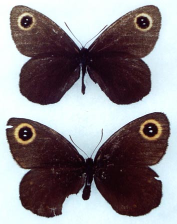 Erebia cyclopia, color image