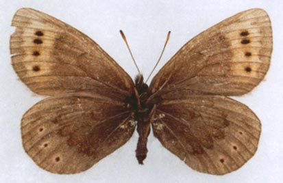 Erebia dabanensis dabanensis, color image