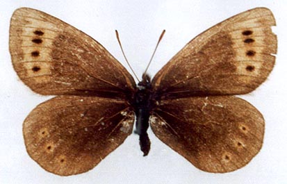 Erebia dabanensis dabanensis, color image