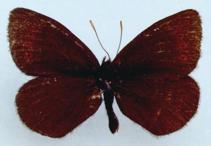 Erebia dabanensis olshvangi, color image