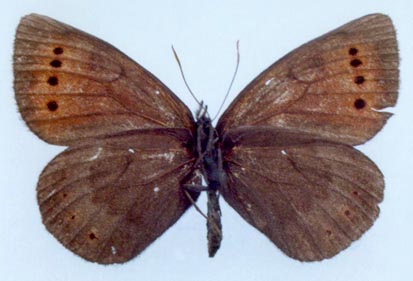 Erebia dabanensis troubridgei, color image