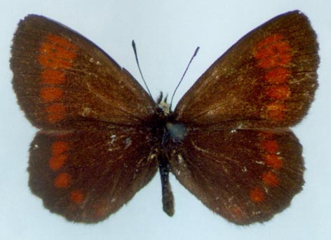 Erebia euryale flaveoides, color image