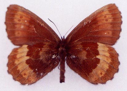 Erebia euryale flaveoides, color image